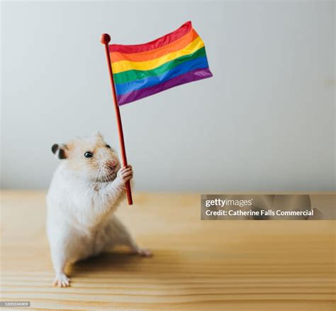 gay hamster|CRUISING